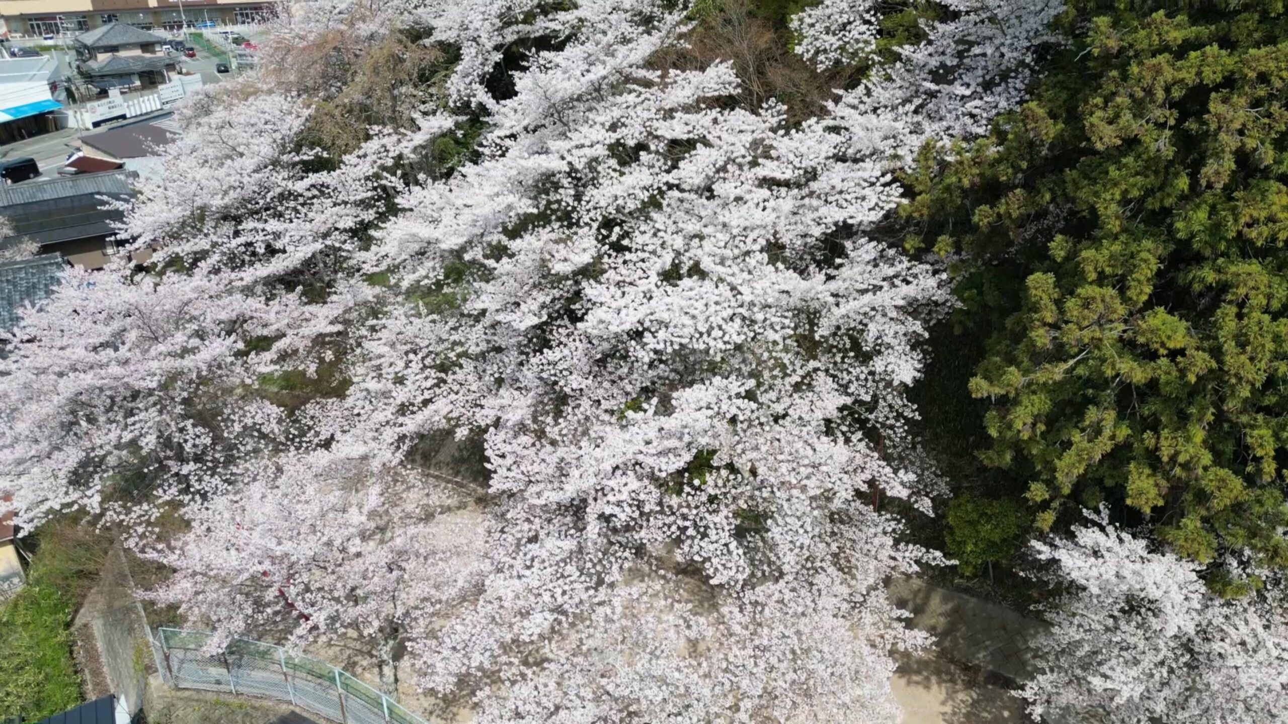 三輪神社の桜